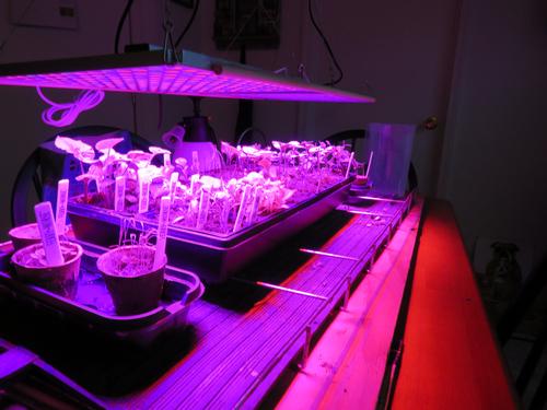 45W LED Grow Light, Full Spectrum for Indoor Plants, Veg & Flower photo review