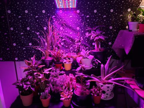 45W LED Grow Light, Full Spectrum for Indoor Plants, Veg & Flower photo review