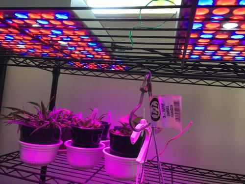 45W LED Grow Light, Full Spectrum for Indoor Plants, Veg & Flower photo review