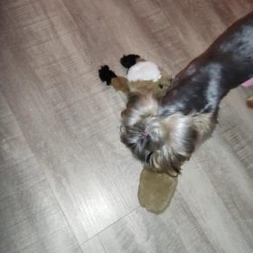 Animal Skin Toys Pet Sounding Plush Toys photo review