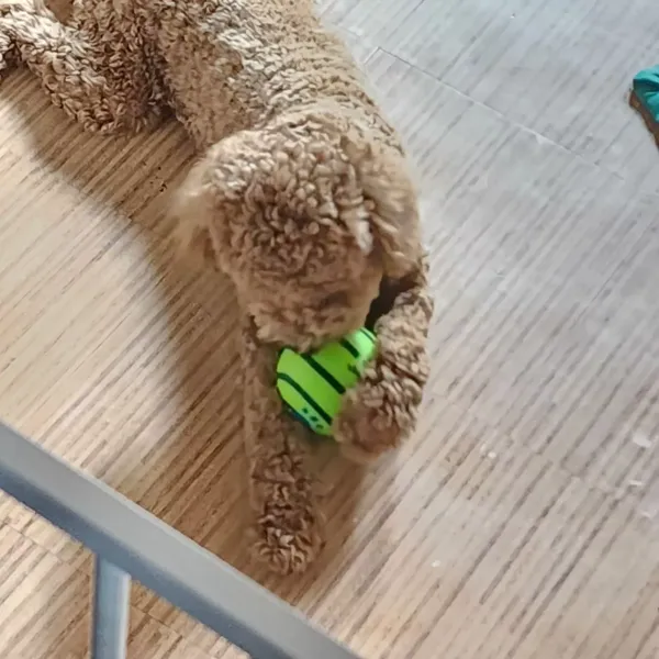 Ball Interactive Dog Toy Fun Giggle Sounds When Rolled photo review