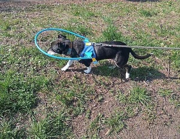 Blind Dog Harness Guiding Device, Pet Anti-Collision Ring for Protective And Build Confidence, Blind Dog Harness photo review