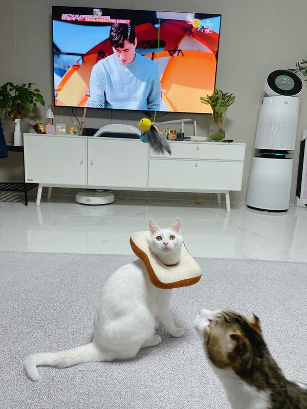 Bread Shaped Pet Collar - Toast Cat Adjustable Collar Wound Healing photo review