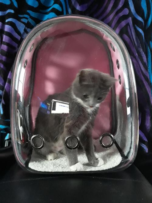 Bubble Backpack Carrier for Larger Cats Travel Outdoor photo review