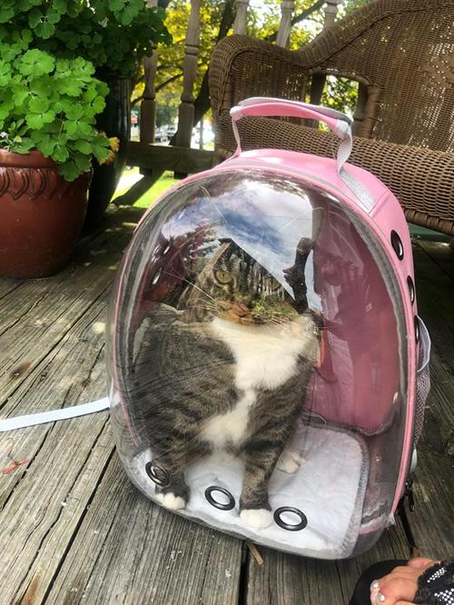 Bubble Backpack Carrier for Larger Cats Travel Outdoor photo review