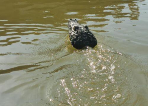 Crocodile Head Remote Control Boat photo review