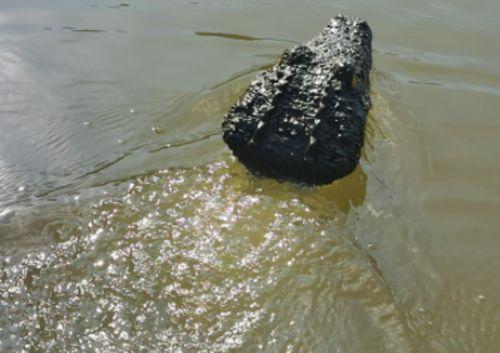 Crocodile Head Remote Control Boat photo review