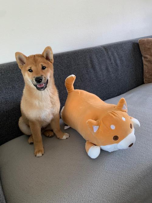 Cute Fat Shiba Inu Plush Stuffed Toy/Pillow photo review