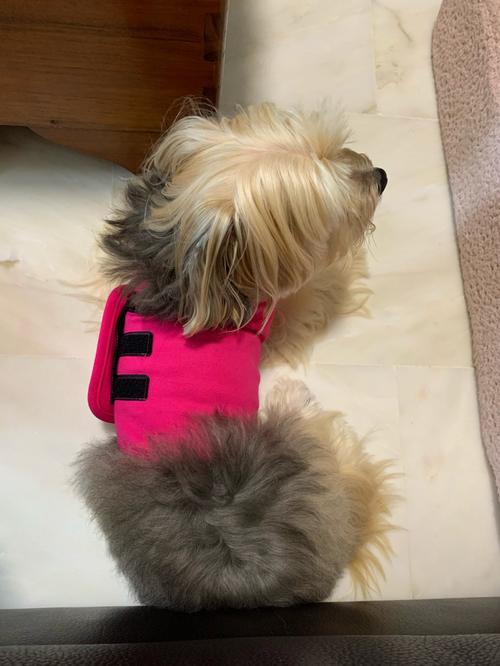 Dog Anti-Anxiety Thundershirt photo review