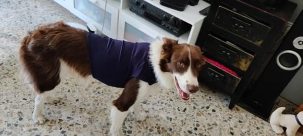 Dog Anti-Anxiety Thundershirt photo review