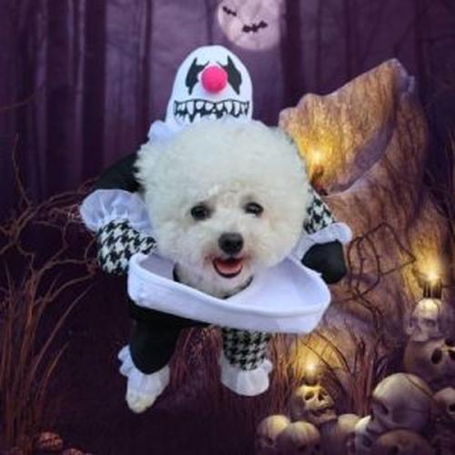 Dog Halloween Costume Dog Clown Devil Costume Funny Dog Halloween Costume Ideas