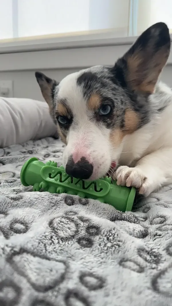 Dog Molar Toothbrush Toys for Chewing & Cleaning Teeth - Safe Puppy Dental Care photo review