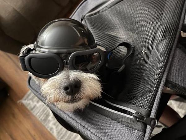 Dog Motorcycle Helmet And Goggles Set photo review