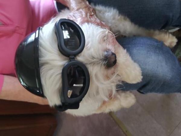 Dog Motorcycle Helmet And Goggles Set photo review