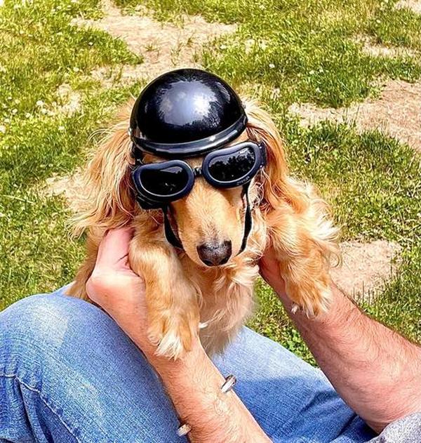 Dog Motorcycle Helmet And Goggles Set photo review