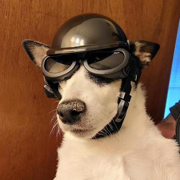 Dog Motorcycle Helmet And Goggles Set photo review