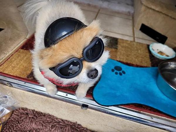 Dog Motorcycle Helmet And Goggles Set photo review