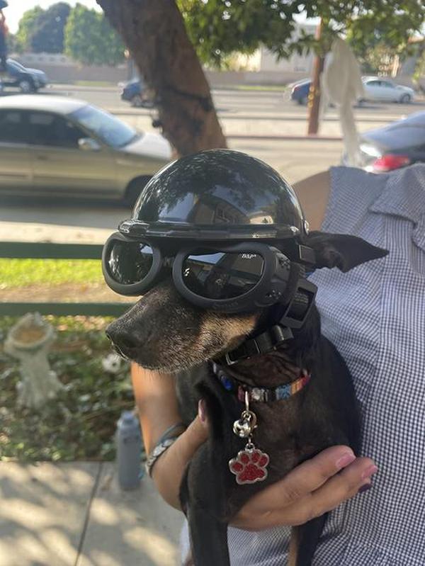 Dog Motorcycle Helmet And Goggles Set photo review