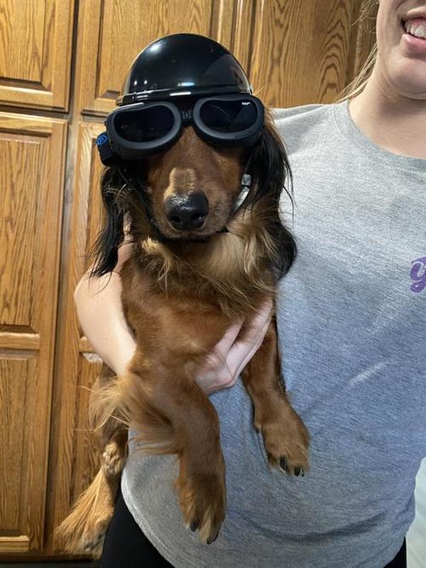 Dog Motorcycle Helmet And Goggles Set photo review