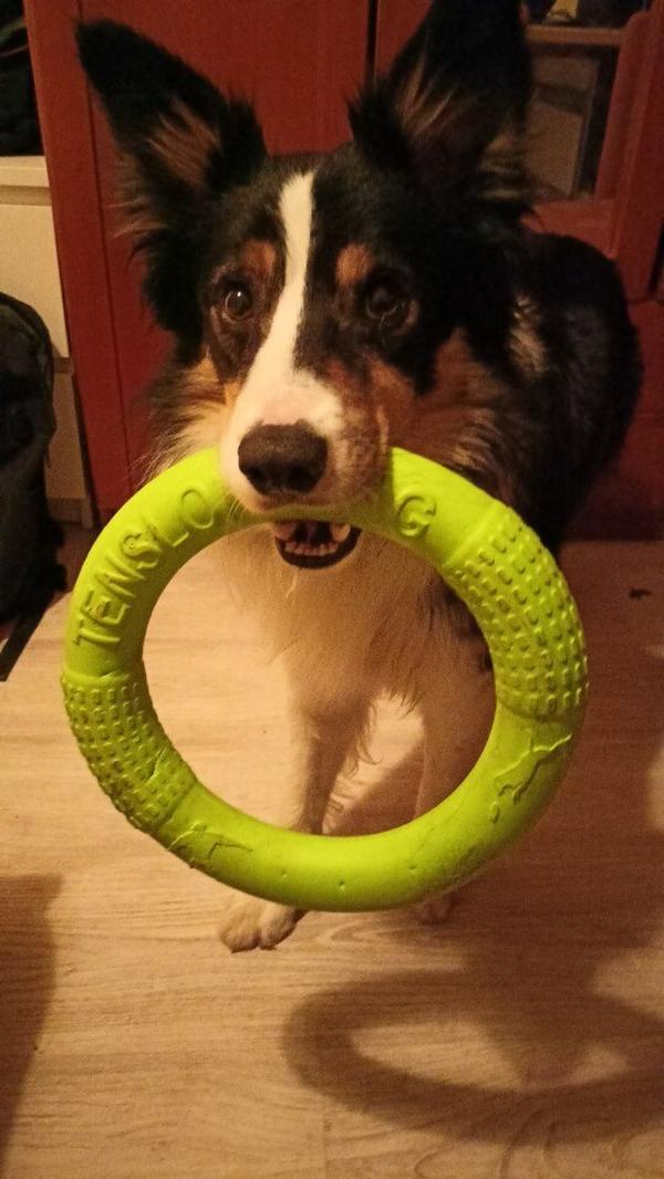 Dog Toys for Training, Puller, Flying Disk, Chewing, Outdoor Play photo review