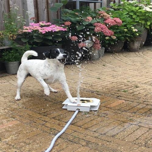 Doggie Water Fountain Sprinkler