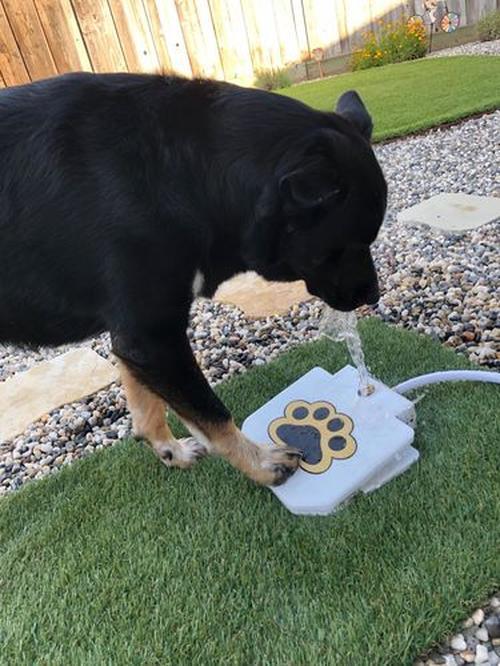 Doggie Water Fountain Sprinkler photo review