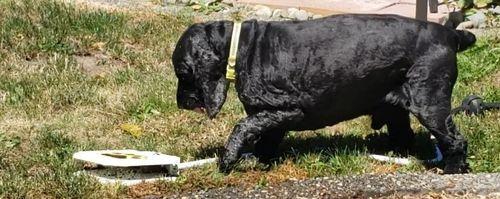 Doggie Water Fountain Sprinkler photo review