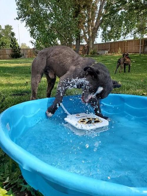 Doggie Water Fountain Sprinkler photo review