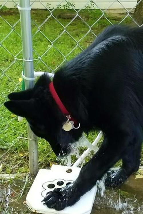 Doggie Water Fountain Sprinkler photo review