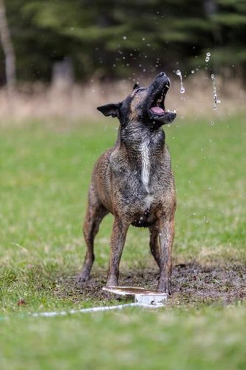 Doggie Water Fountain Sprinkler photo review