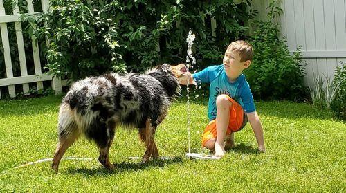 Doggie Water Fountain Sprinkler photo review