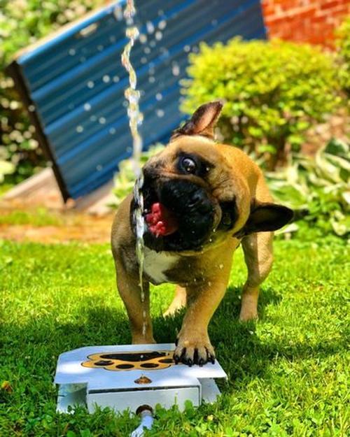 Doggie Water Fountain Sprinkler photo review