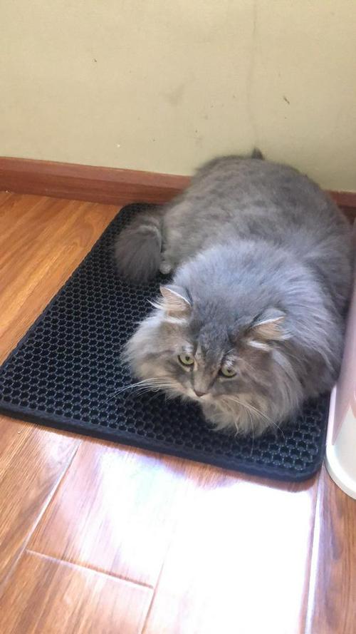 Double Layer Cat Litter Mat for Trapping Litter & Keeping Cats Clean photo review