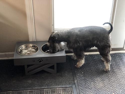 Elevated Dog Bowls with 2 Stainless Steel Bowls - Adjustable Height photo review