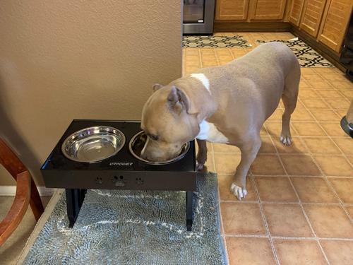 Elevated Dog Bowls with 2 Stainless Steel Bowls - Adjustable Height photo review