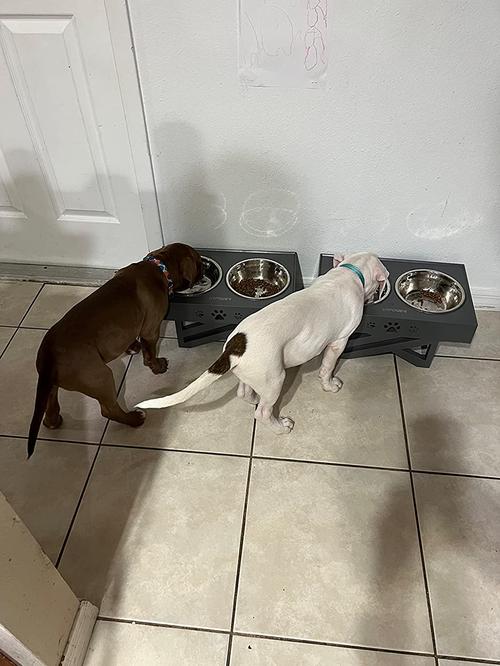 Elevated Dog Bowls with 2 Stainless Steel Bowls - Adjustable Height photo review