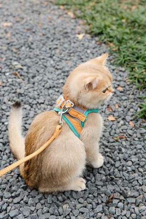 Escape Proof Cat Vest Harness And Leash Set, Cat Traction Rope Vest-Style Reflective Chest Harness