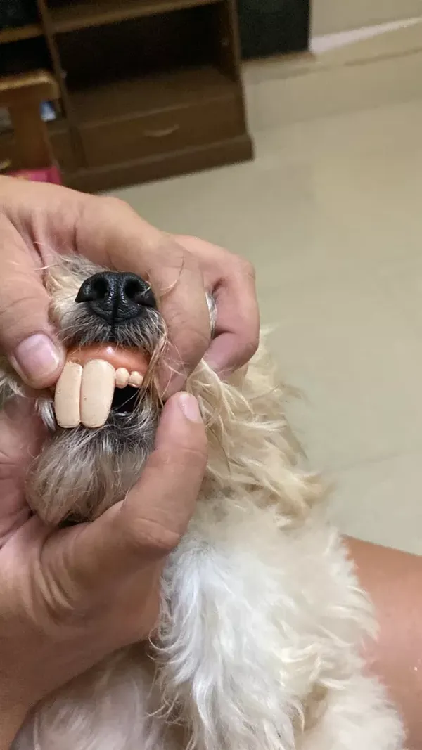 Funny Dog False Teeth Halloween Cosplay Supplies Pet Decorating Toys photo review