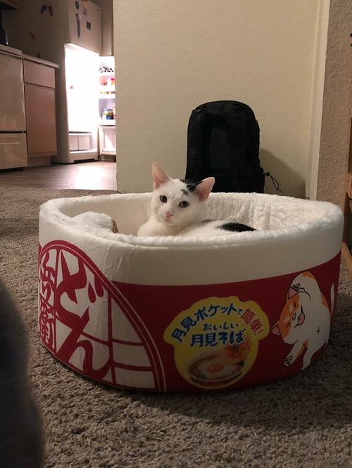 Funny Noodles Small Pet Bed photo review