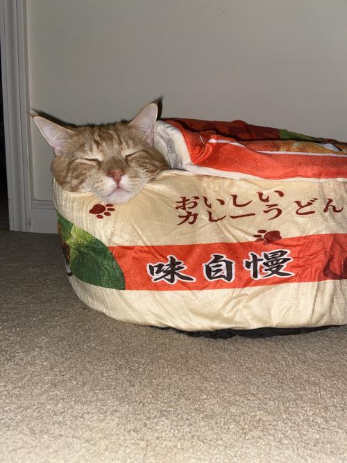 Funny Noodles Small Pet Bed photo review