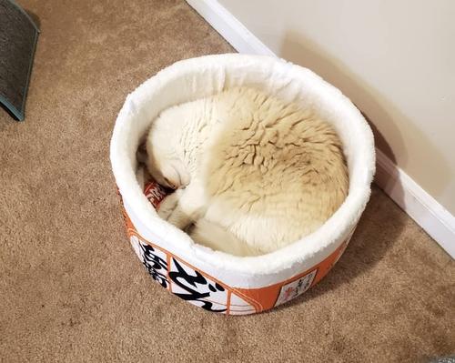 Funny Noodles Small Pet Bed photo review