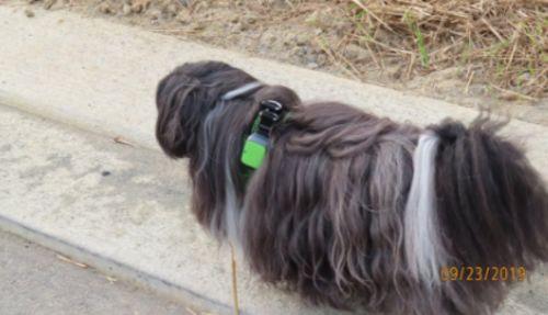 GPS Tracker Mini Locator Device For Pets, Square Bluetooth Anti-Lost device photo review