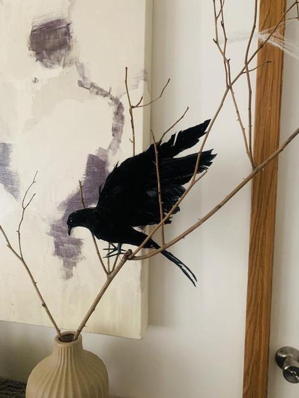 Halloween Black Crows, Realistic Feathered Crow Ravens Prop for Indoor Outdoor Halloween Party Decoration photo review