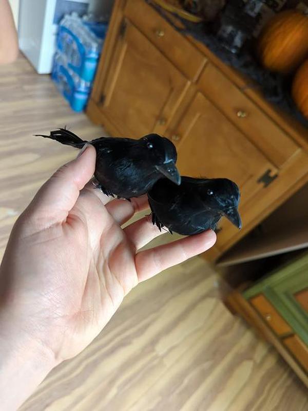 Halloween Black Crows, Realistic Feathered Crow Ravens Prop for Indoor Outdoor Halloween Party Decoration photo review