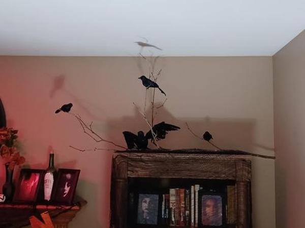 Halloween Black Crows, Realistic Feathered Crow Ravens Prop for Indoor Outdoor Halloween Party Decoration photo review