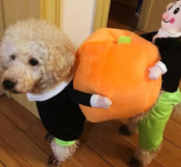 Halloween Pet Pumpkin Costume photo review