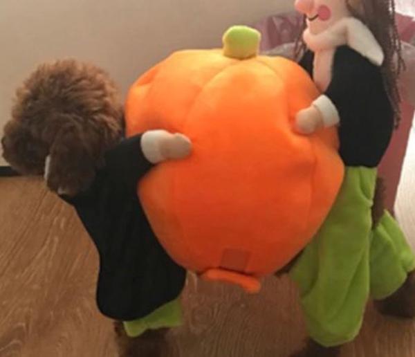 Halloween Pet Pumpkin Costume photo review