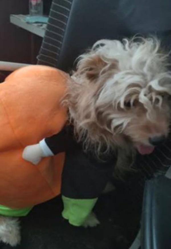 Halloween Pet Pumpkin Costume photo review