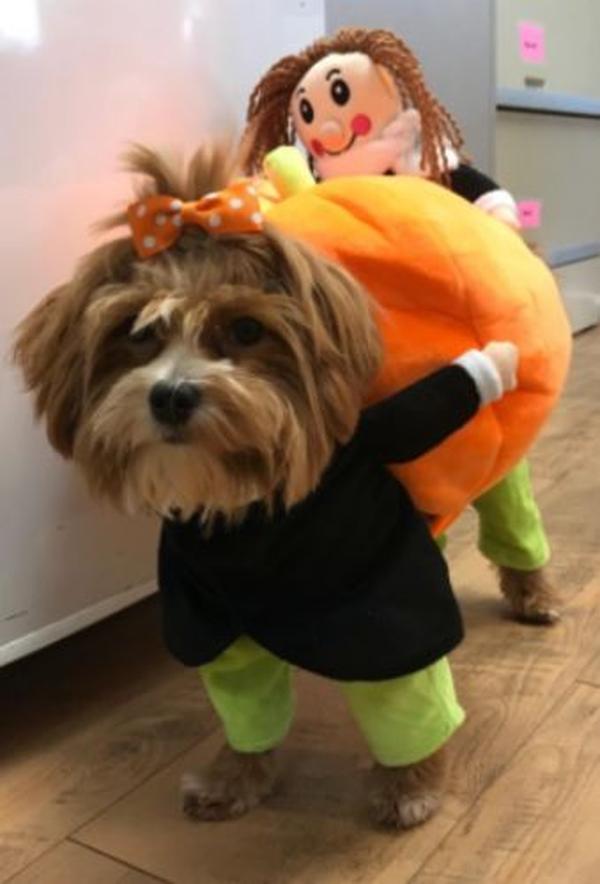 Halloween Pet Pumpkin Costume photo review