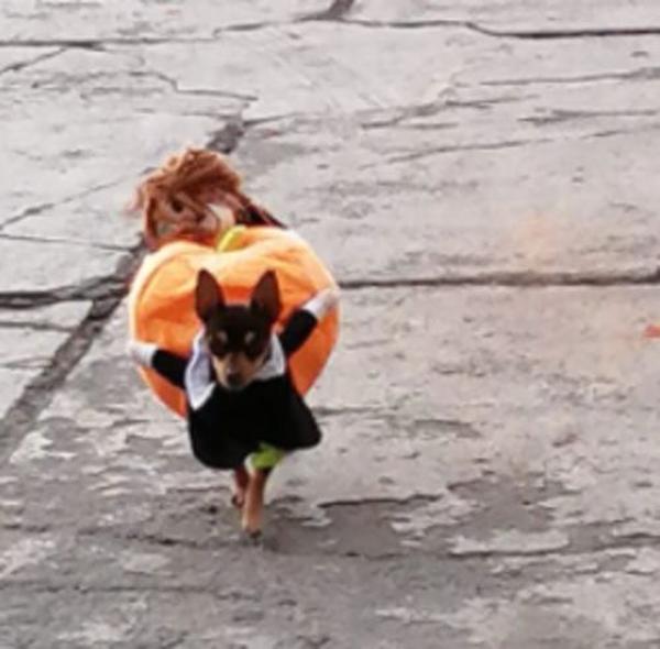 Halloween Pet Pumpkin Costume photo review